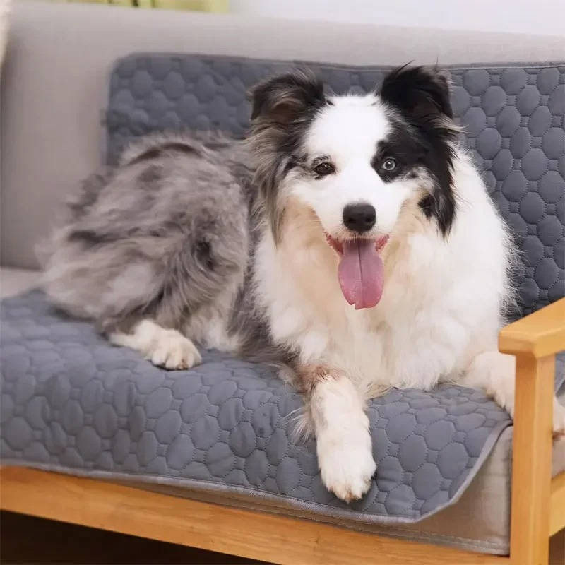Dog Pee Pads – Disposable and Reusable Options
