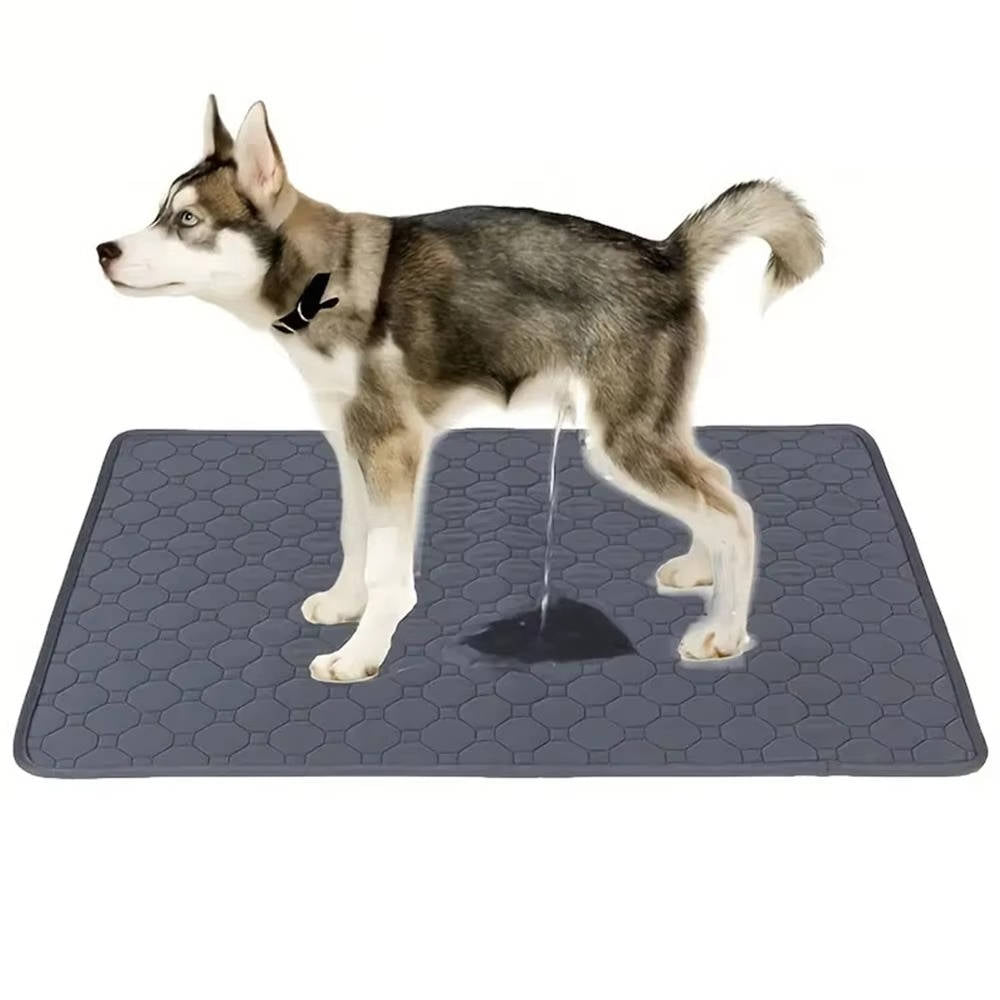 Dog Pee Pads – Disposable and Reusable Options