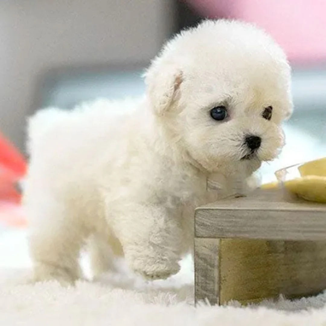 Interactive Robotic Puppy